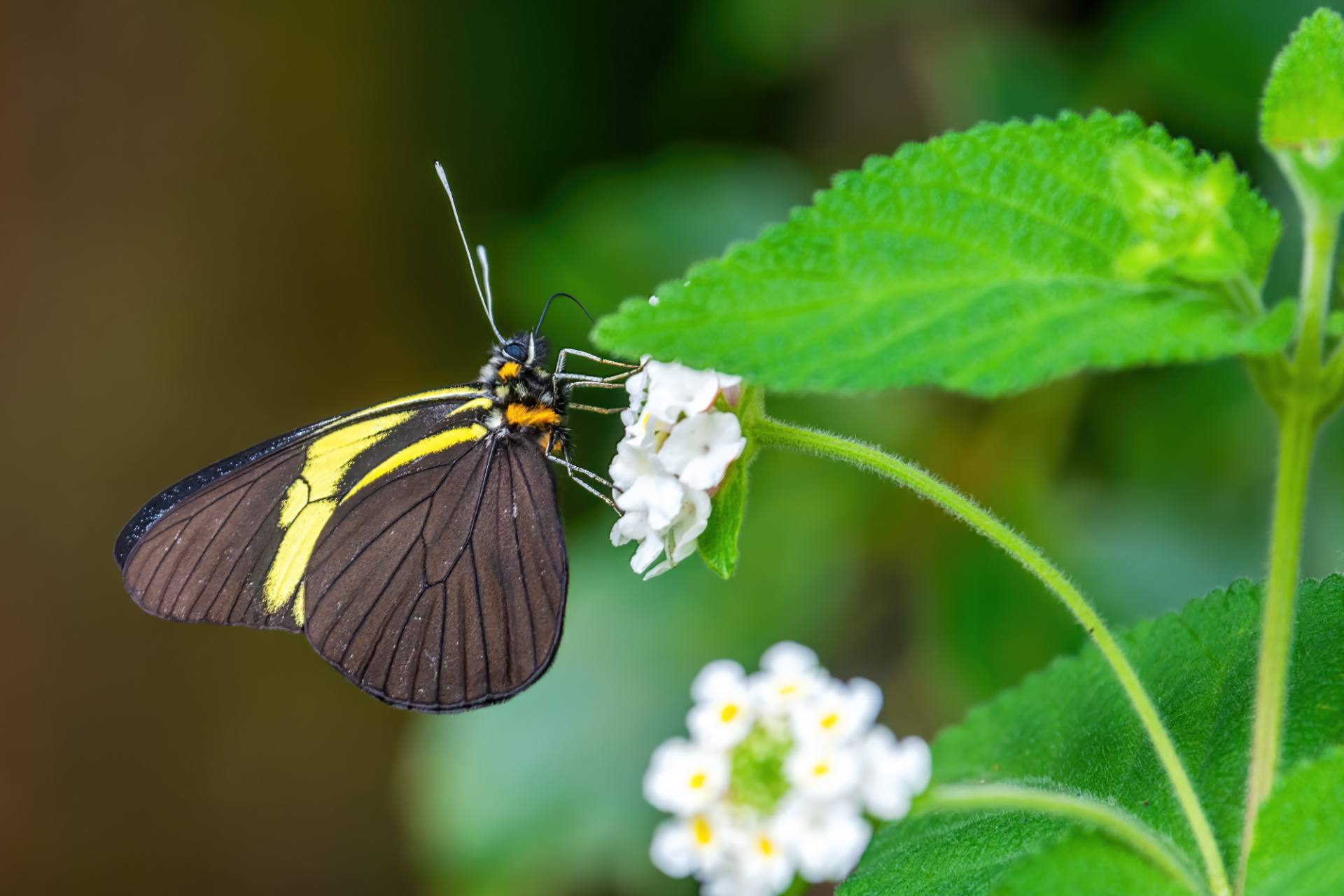 Heliconius sara
